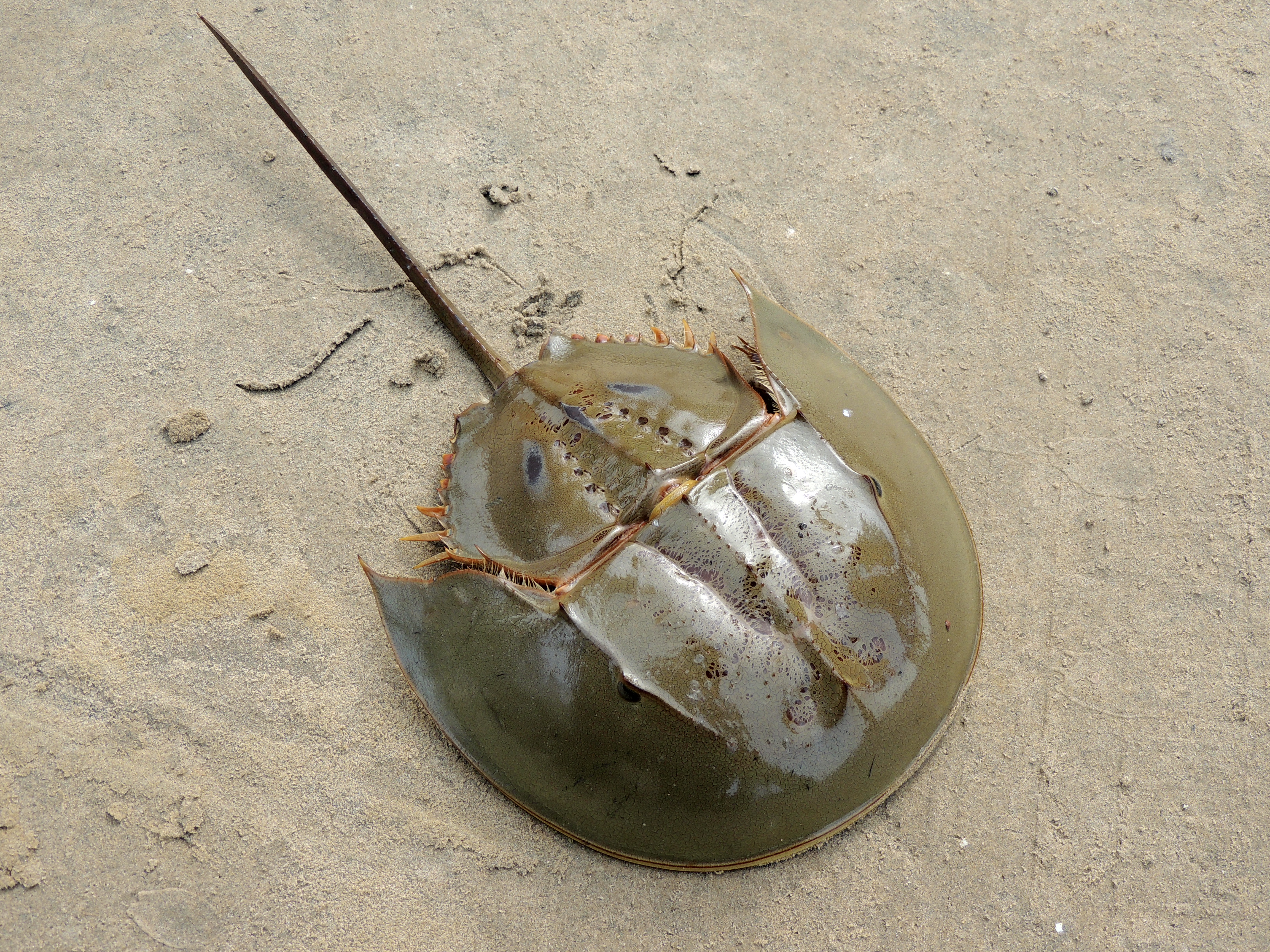 largest horseshoe crab in the world