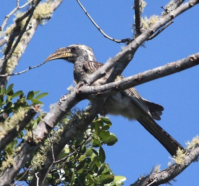 File:Tockus pallidirostris subsp pallidirostris, oog van Cuitorivier, Birding Weto, a.jpg