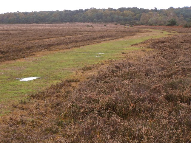 File:Track on Hale Purlieu, New Forest - geograph.org.uk - 277028.jpg