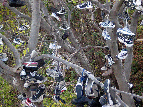 File:U of M shoe tree.jpg