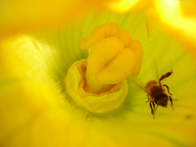 File:Zucchini-flower-bee.jpg