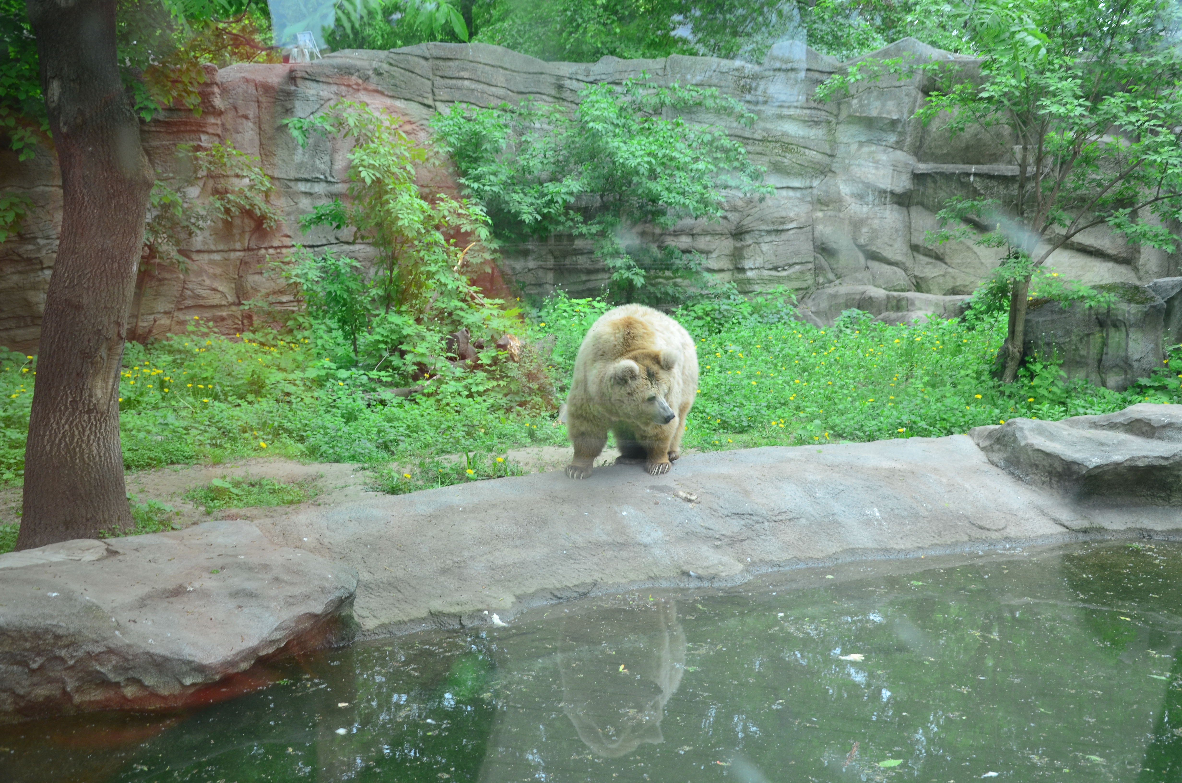 Файл:Тяньшанский бурый медведь в киевском зоопарке. Фото 174.jpg — Викимедиа