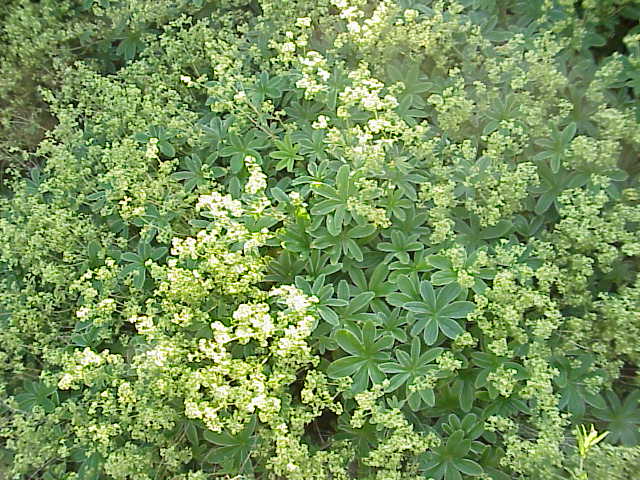 File:Alchemilla xanthochlora1.jpg