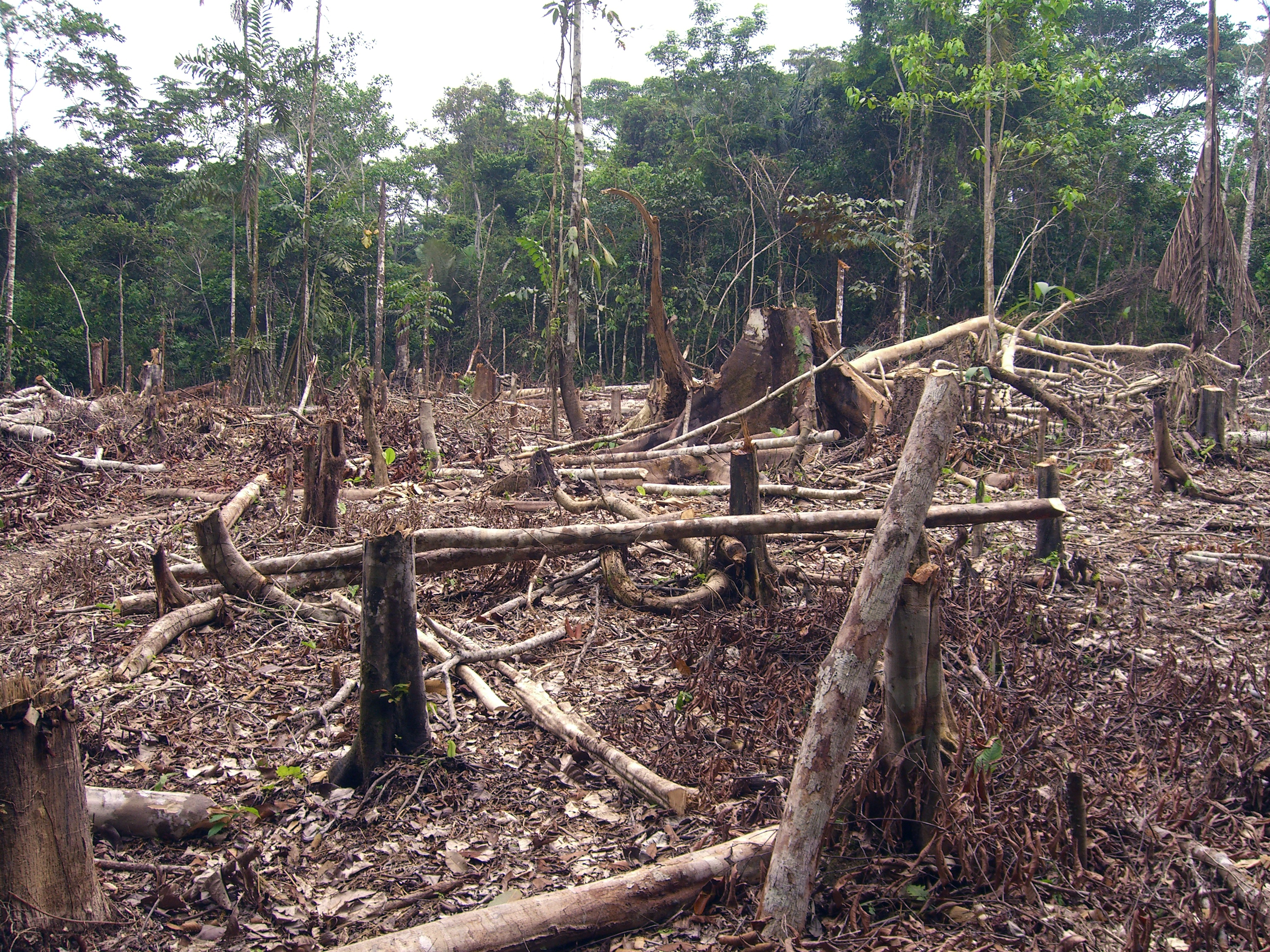 File:Amazon slash and burn agriculture Colombia South America.jpg - Wikimedia Commons