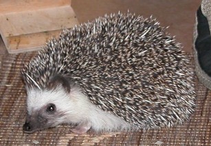 The average adult size of a Four-toed hedgehog is  (0' 7