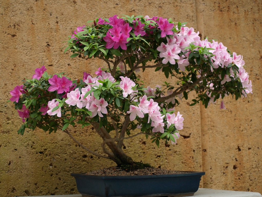 File:Azalea as a Bonsai (5155648449).jpg - Wikimedia Commons