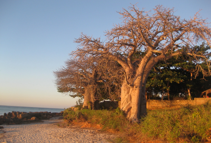 File:Baobab on the beach (4879328503).jpg