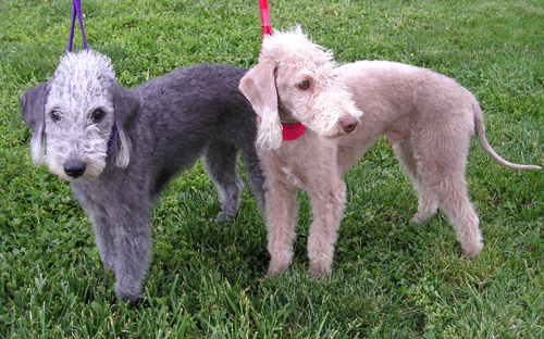 Grey and brown Bedlington Terrier dog