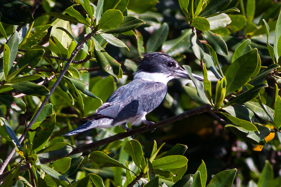 Belted Kingfisher (Megaceryle alcyon)