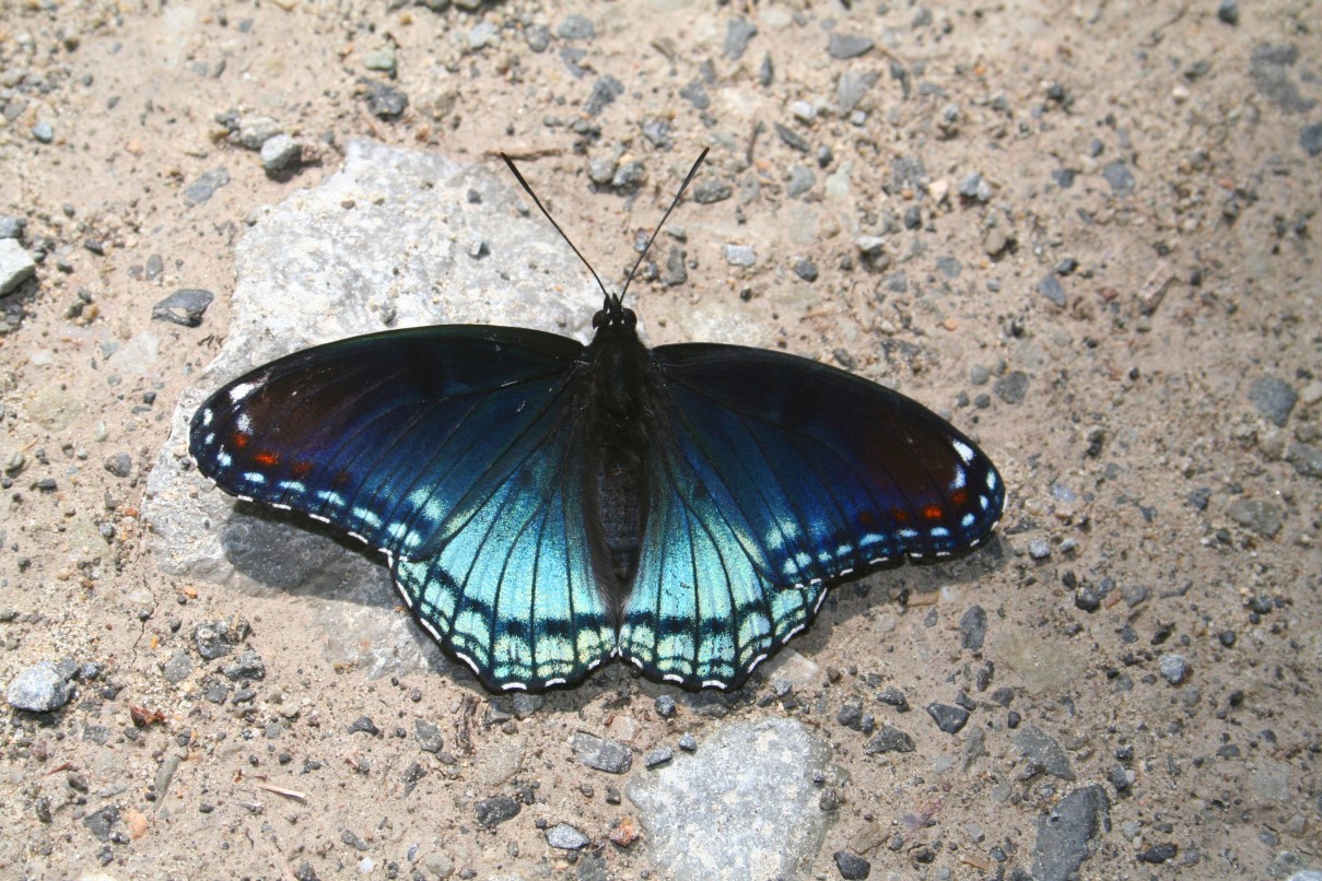 Черно синяя бабочка. Бабочка Limenitis Arthemis. Черная бабочка нимфалид. Бабочка Киприда. Голубая бабочка.