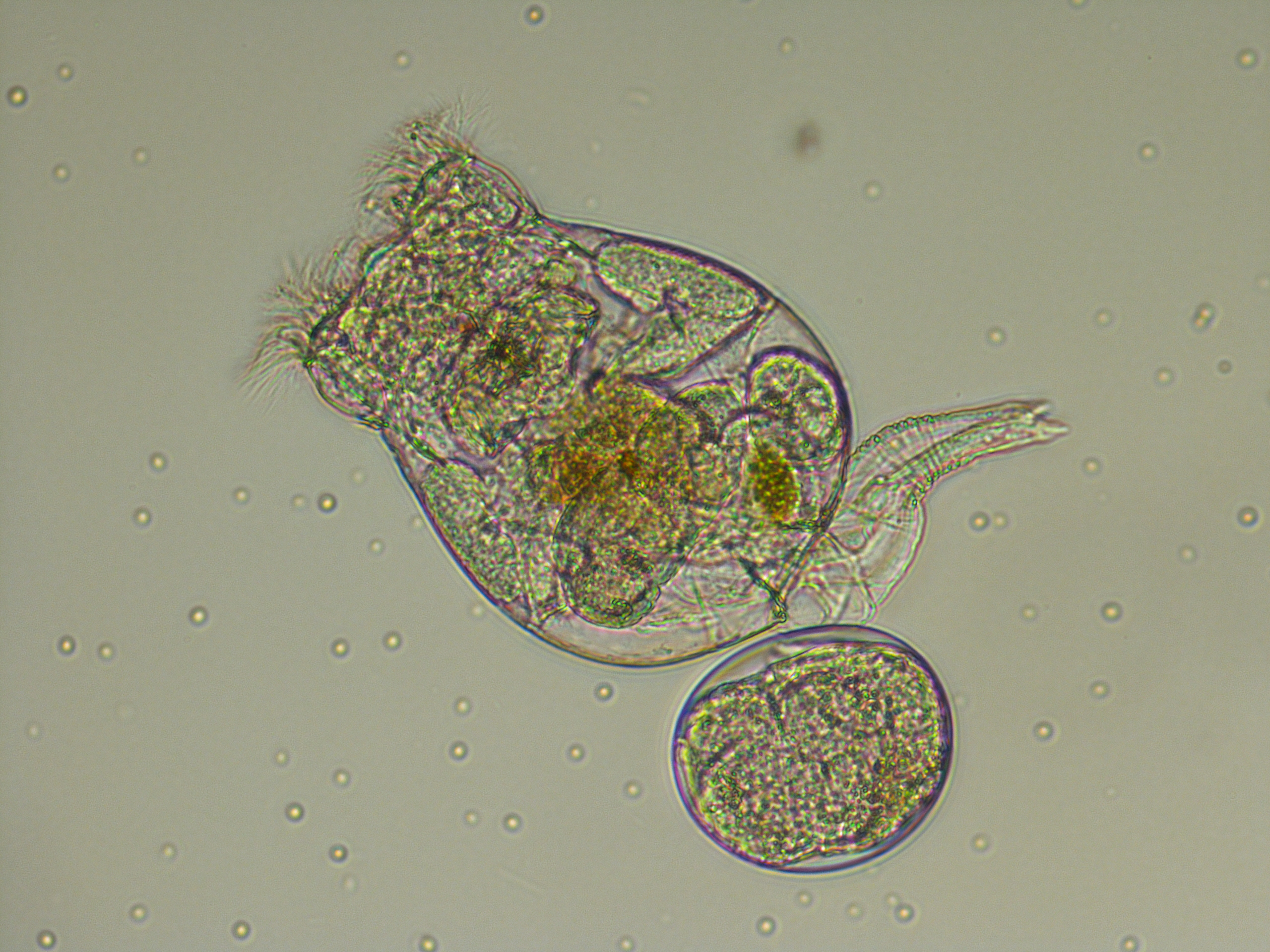 Artemia franciscana - Wikipedia