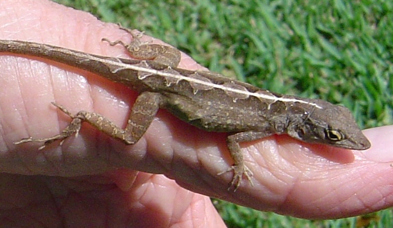 File:BrownAnole7acp.jpg