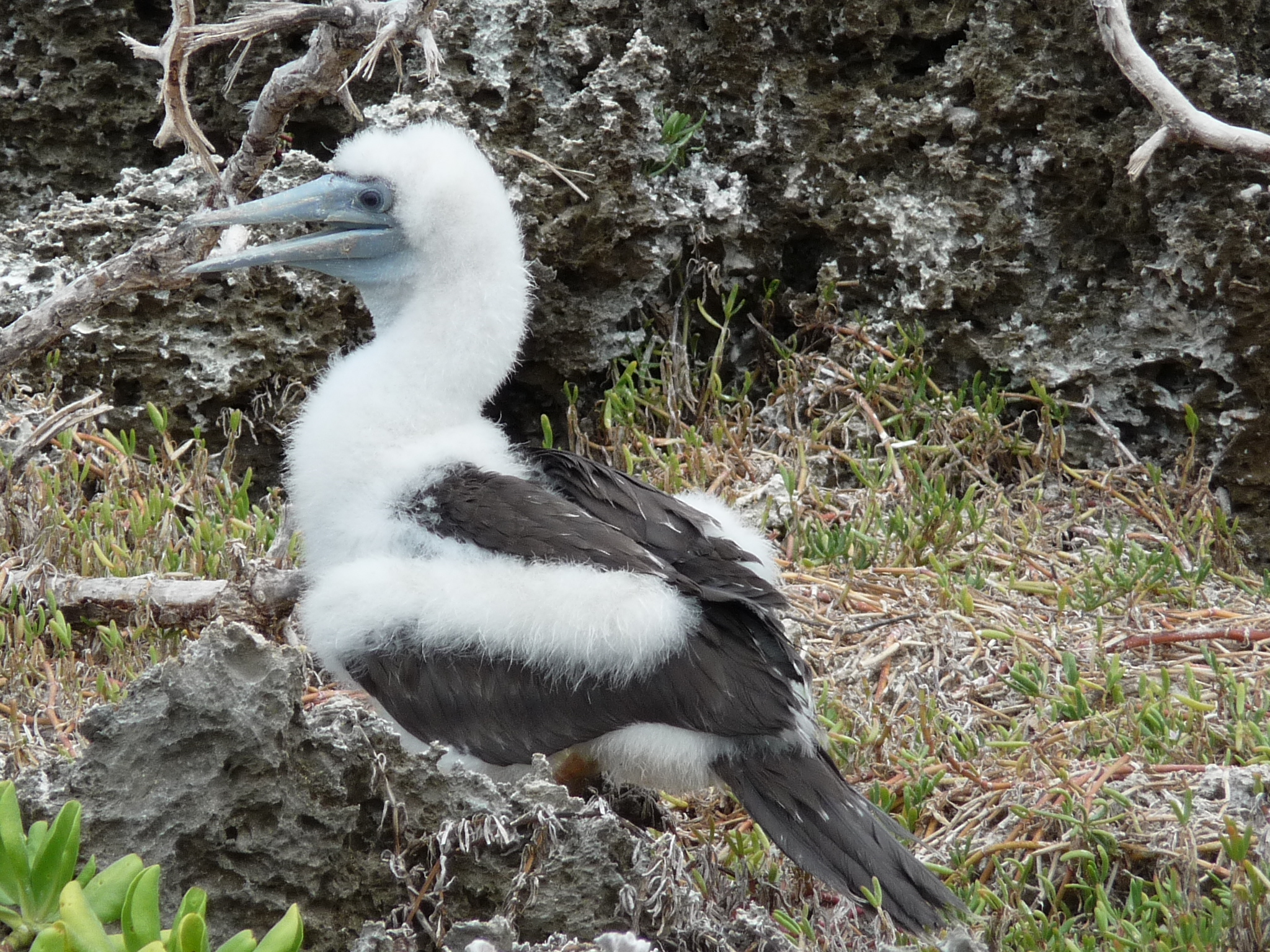 https://upload.wikimedia.org/wikipedia/commons/d/d0/Brown_Booby_%28Sula_leucogaster%29_chick_on_Christmas_Island_2.jpg