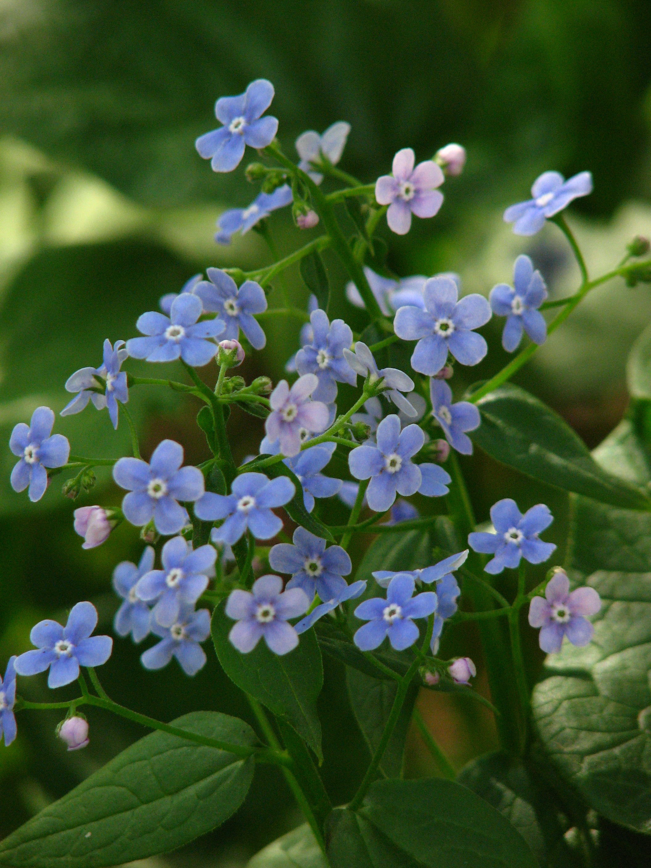 Незабудка пиши. Бруннера Сибирская Brunnera sibirica. Бруннера Сибирская Незабудочник. Незабудка Бруннера Сибирская цветок. Незабудка Бруннера многолетняя.