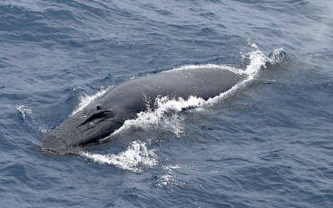 File:Brydeswhale sophiewebb-swfsc-star2006.jpg