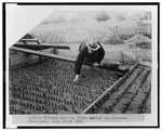 Burbank tending young spineless cactus plants c 1890