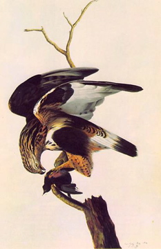 File:Buteo lagopus.jpg