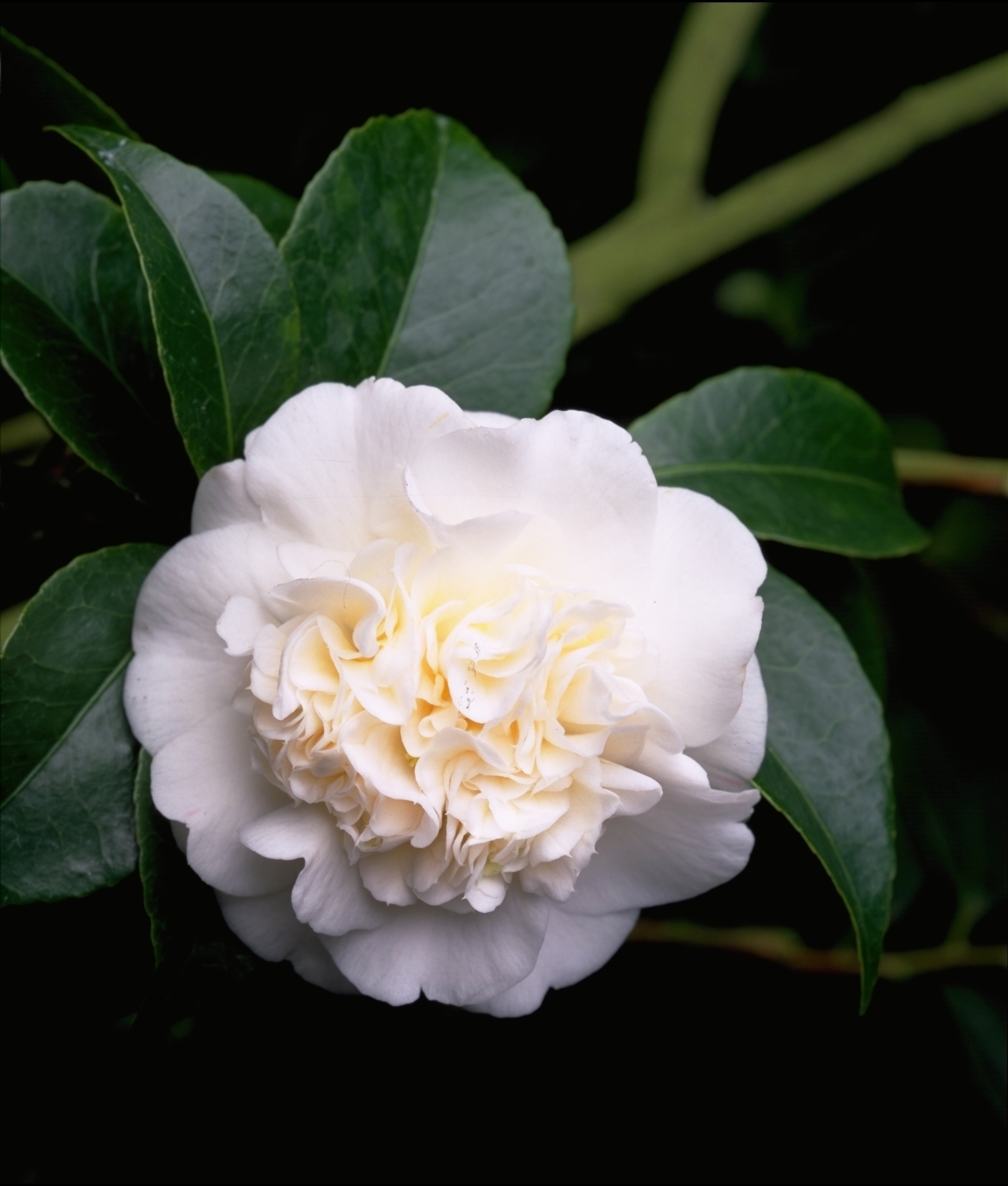 Камелия краснодар. Камелия нобилиссима. Camellia japonica Nobilissima. Камелия нобилиссима фото. Купить камелию садовую цена.