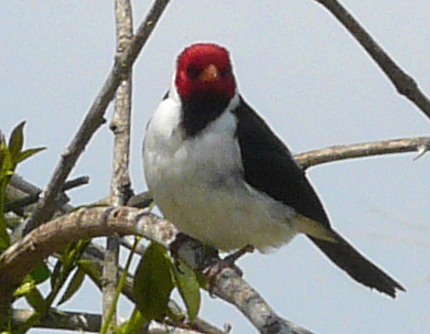 File:Cardenal.jpg