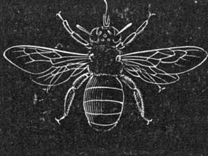 File:Carpenter Bee Etching.jpg