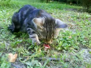 File:Cat eats frog.png