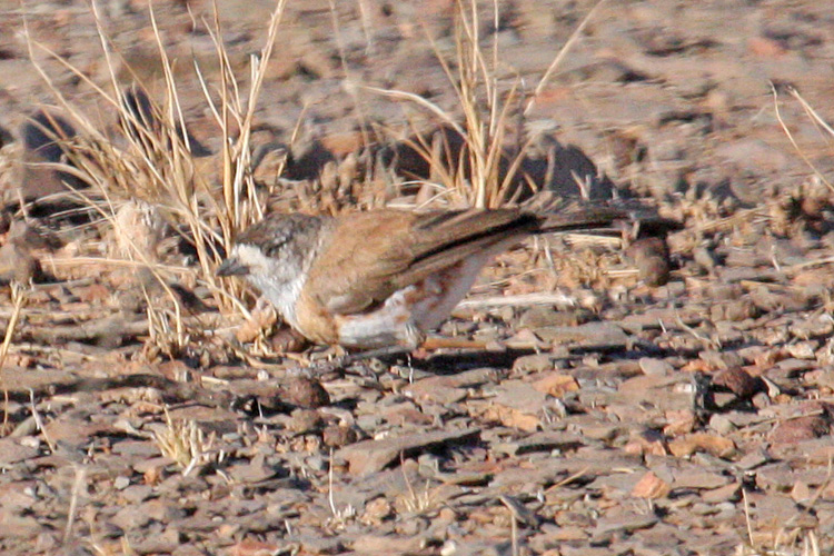 File:Chestnut-breasted Whiteface (Aphelocephala pectoralis) from side.jpg