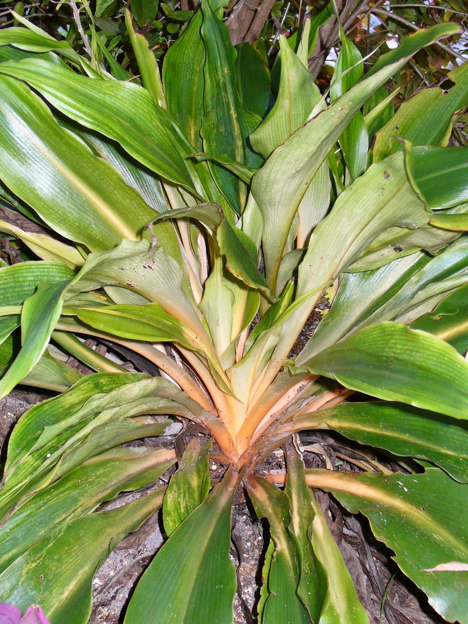 Chlorophytum comosum - Wikipedia