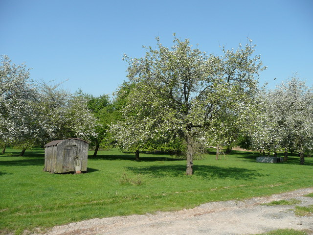 File:Cider orchard at Street Farm - geograph.org.uk - 802660.jpg