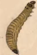 Larva Coleophora violacea larva.JPG