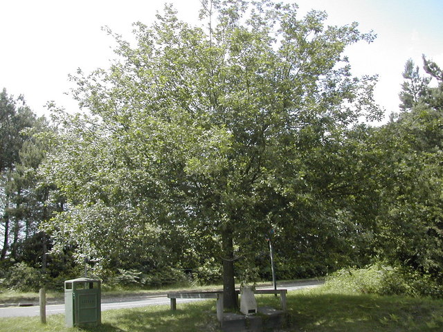 File:Commemorative oak tree - geograph.org.uk - 845685.jpg