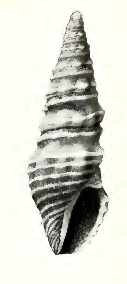 <i>Compsodrillia thestia</i> Species of gastropod