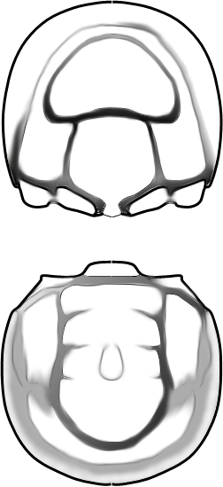 <span class="mw-page-title-main">Condylopygidae</span> Family of trilobites