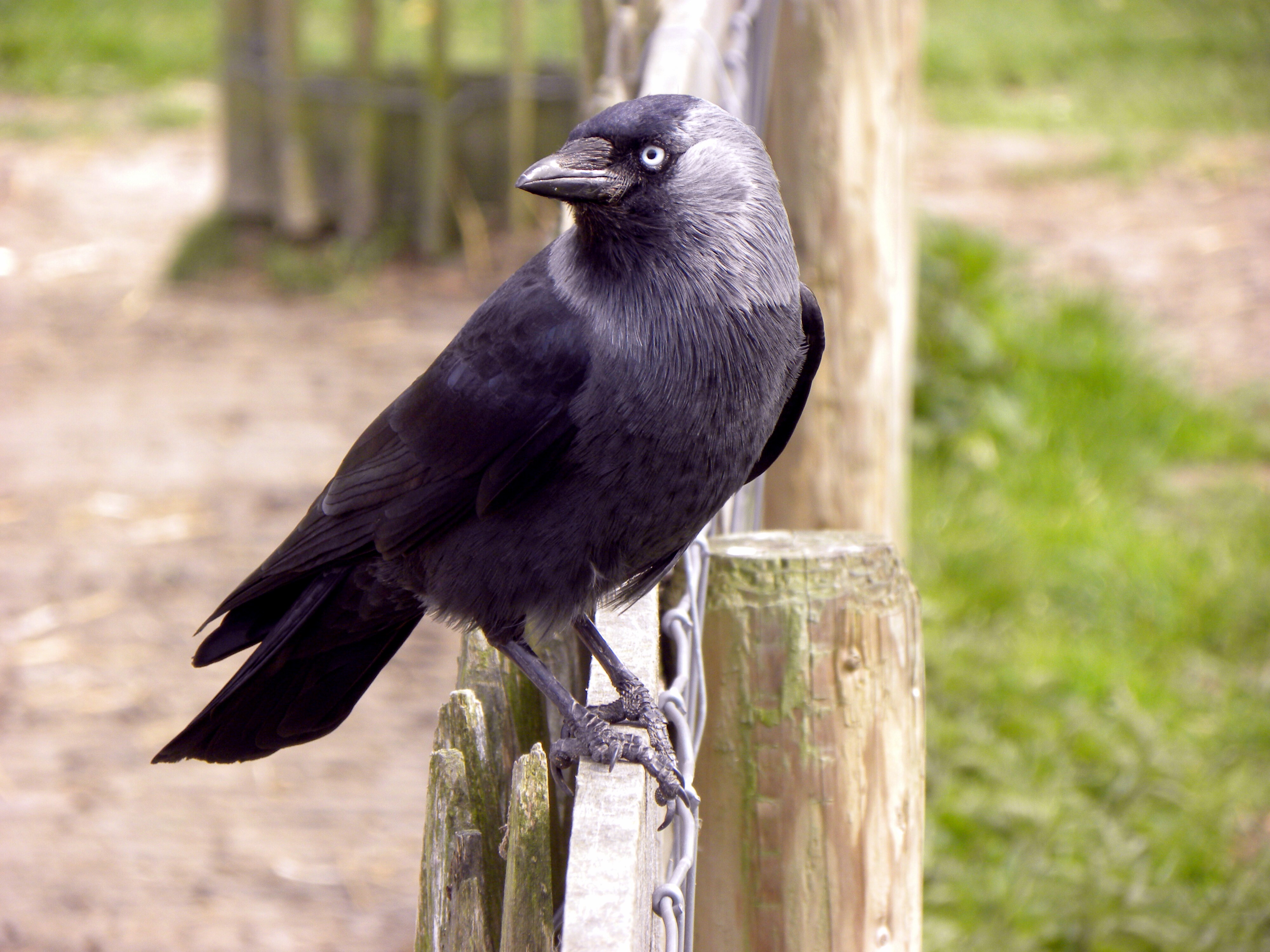 Western jackdaw - Wikipedia