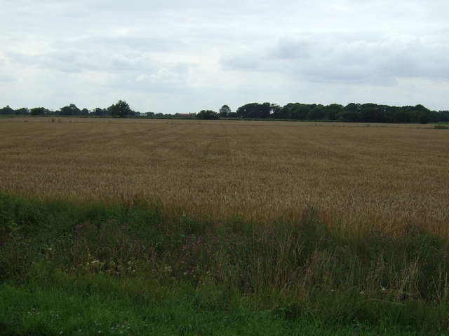 File:Crop field east of Redham - geograph.org.uk - 3595185.jpg