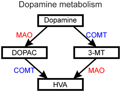 File:Dopamine metabolism fncir-07-00102-g008.jpg