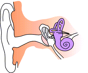 File:Ear-anatomy-notext-small.png