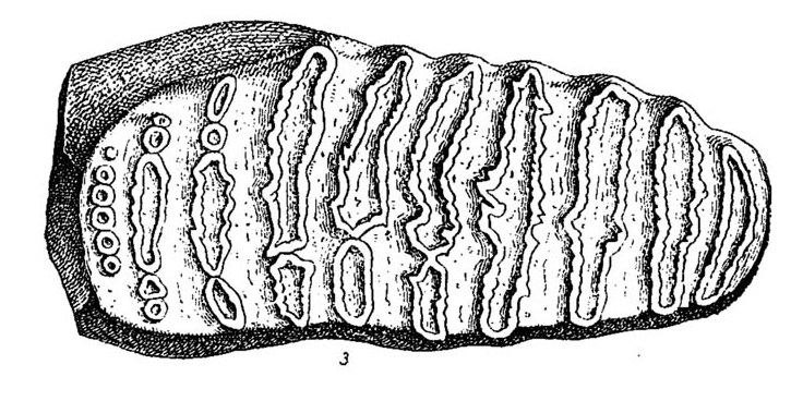 File:Elephantidae molars (3-Mammuthus meridionalis molar).jpg