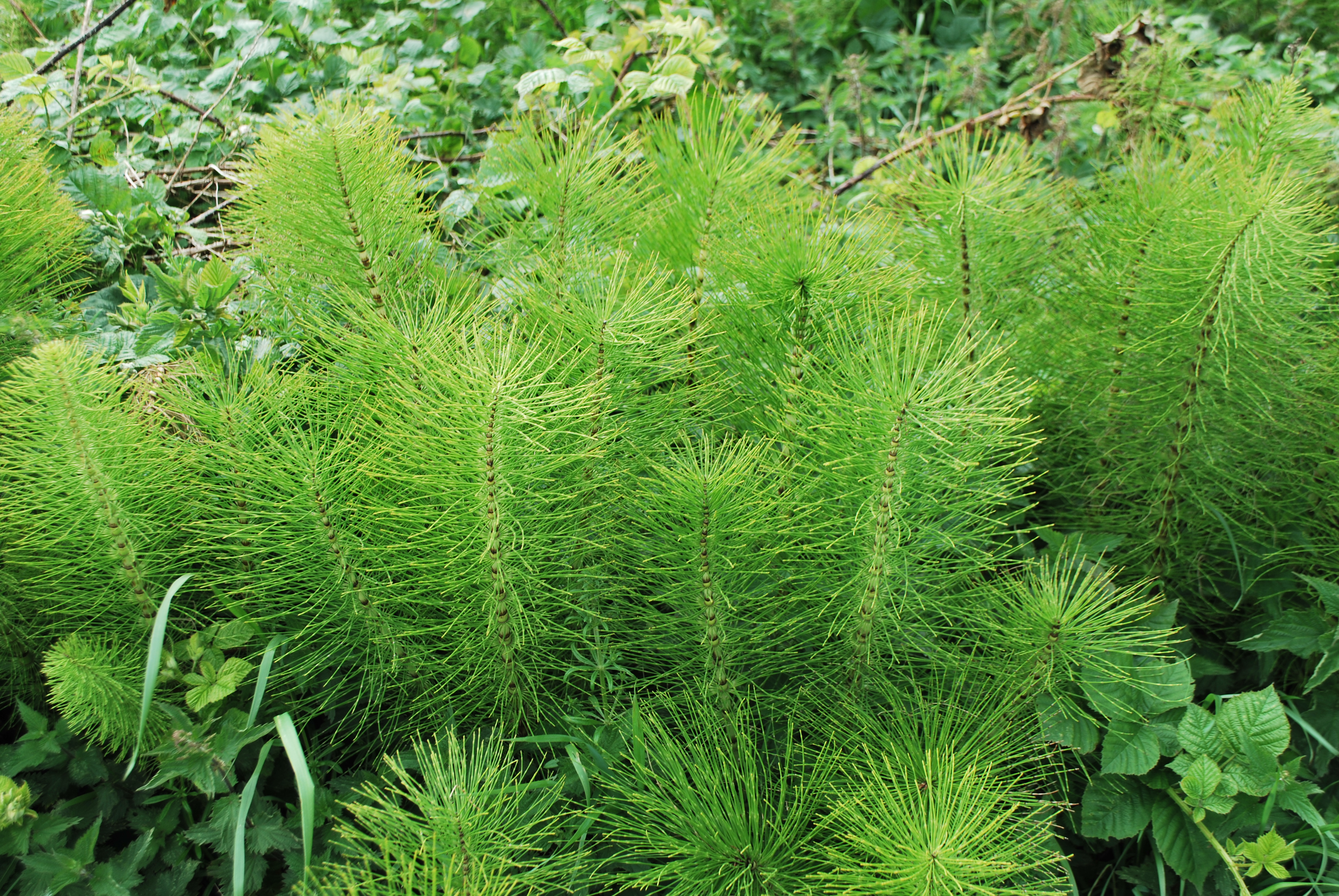 Хвощ полевой фото. Хвощ полевой. Хвощ полевой (Equisetum arvense). Хвощ полевой Equisetum arvense l.. Xvosh Polevoy.