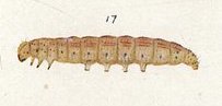 Illustration of I. epiastra larva by Hudson Fig 17 Plate I The butterflies & moths of NZ (cropped).jpg