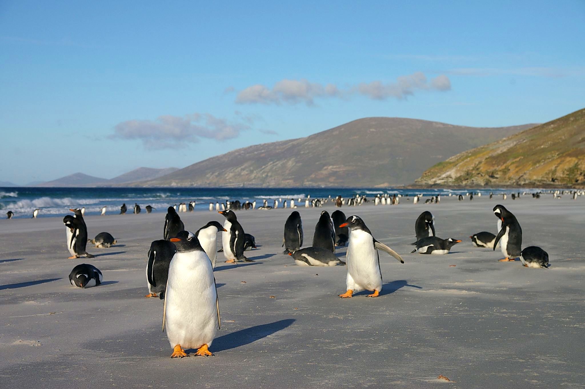 Какой тип развития характерен для субантарктического пингвина. Субантарктический Пингвин в Антарктиде. Остров Маккуори пингвины. Пингвин Маккуори в Антарктиде. Колония пингвинов Фолклендские острова.