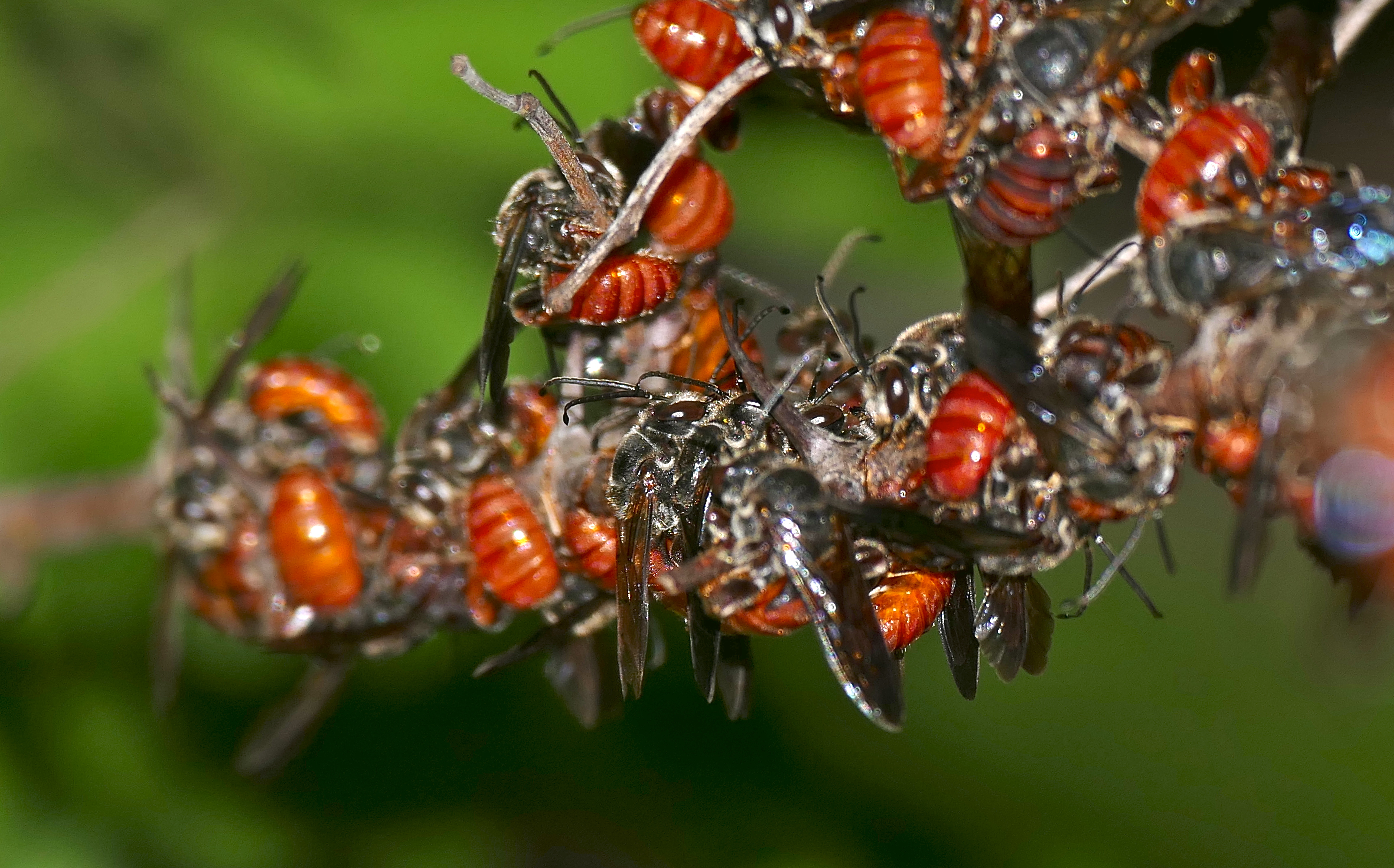 Halictid Bees (Spatunomia rubra) males roosting on a branch (16602329167).jpg