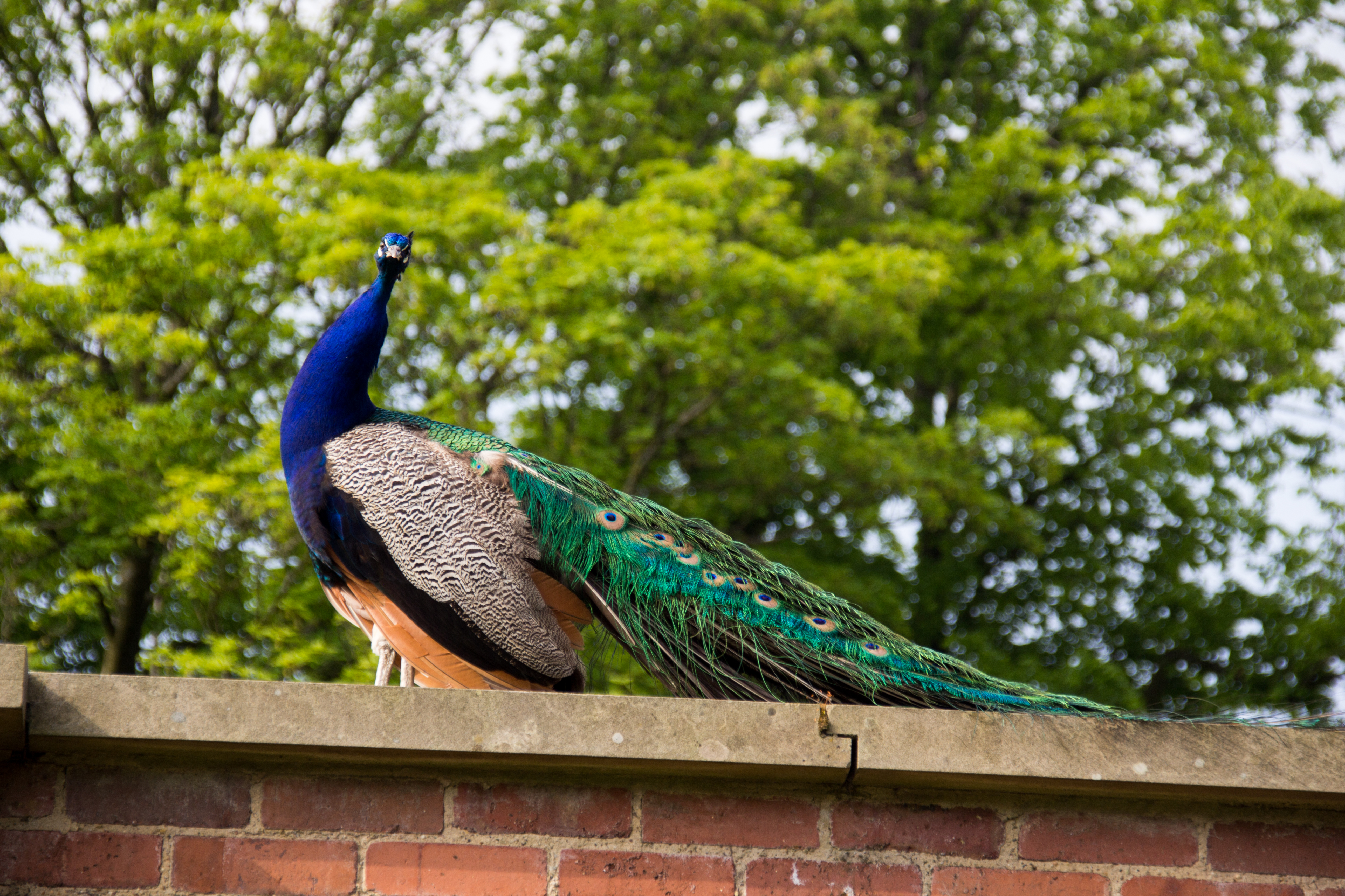 Heaton Park 2016 048 - Peacock