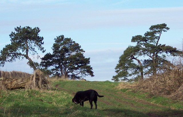 File:Hill Top Trees - geograph.org.uk - 297132.jpg