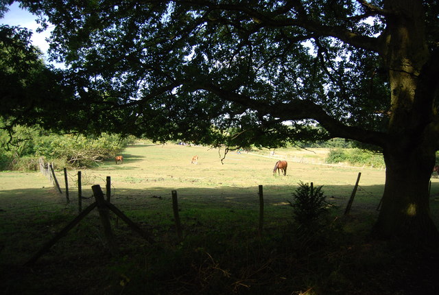 Horses grazing - geograph.org.uk - 3695504