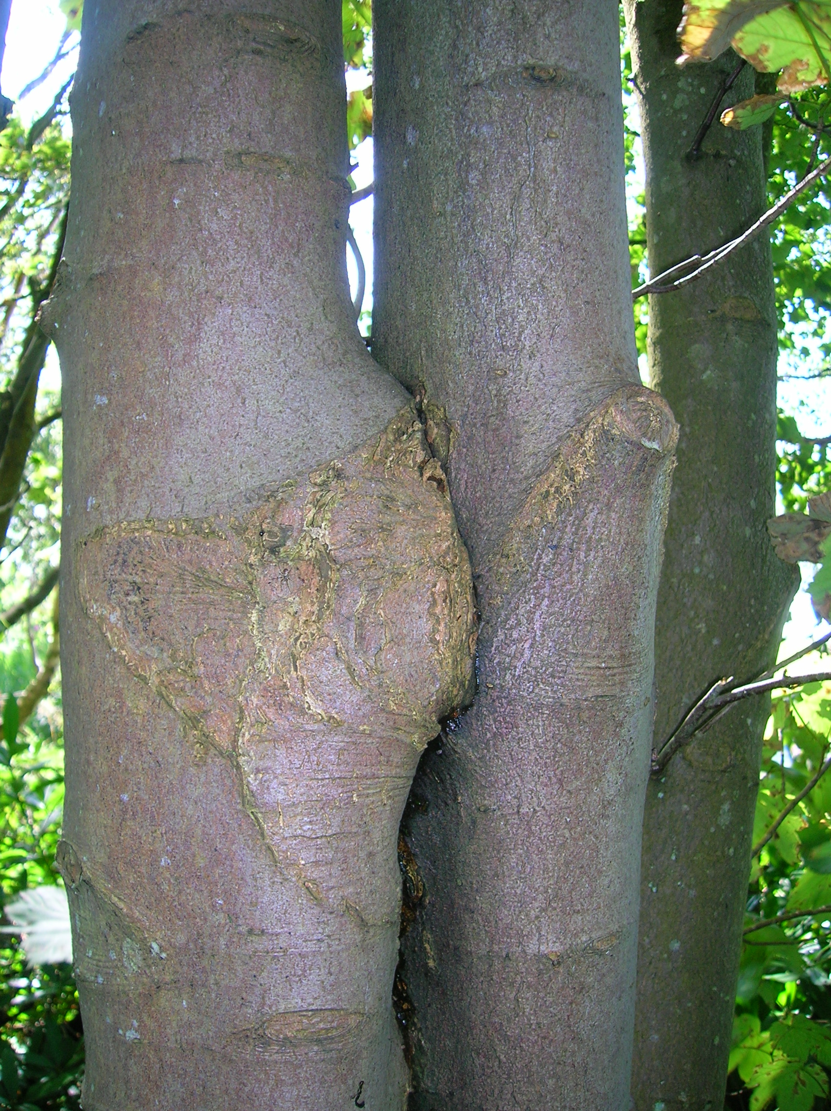 File Inosculated Sycamore Trees Jpg Wikimedia Commons