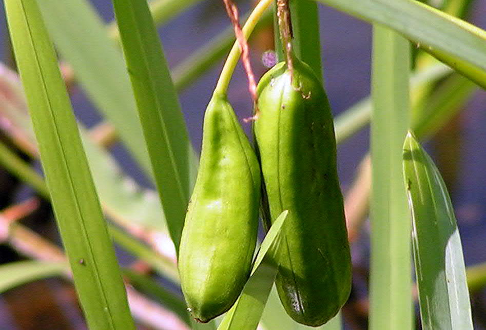Болотные плоды. Ирис семенные коробочки. Ирис ложноаировый семена. Плод Iris pseudacorus. Коробочки Iris pseudacorus.
