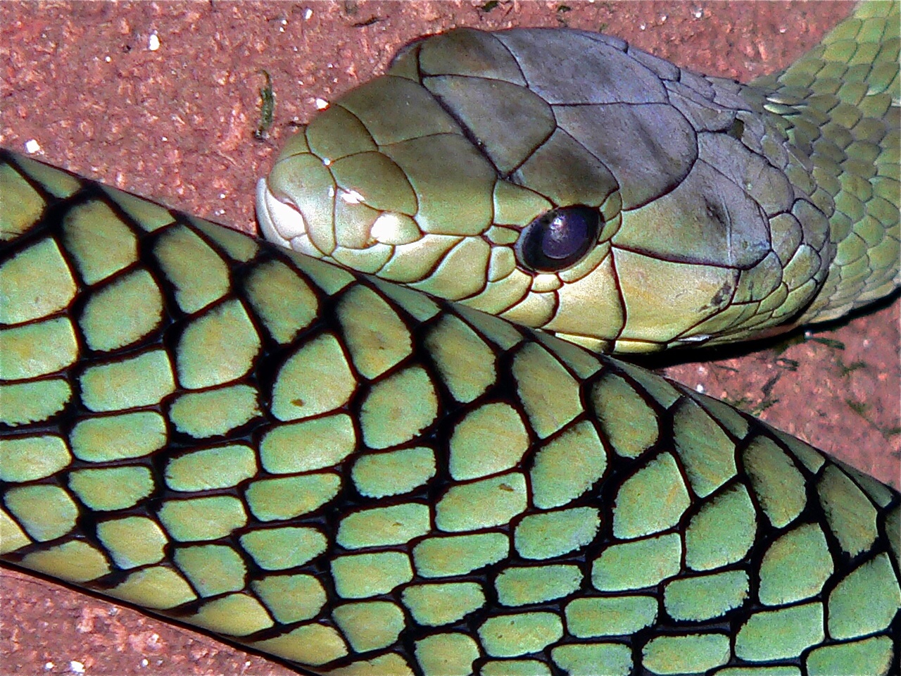 Jameson's Mamba (Dendroaspis jamesoni) (7646005370).jpg