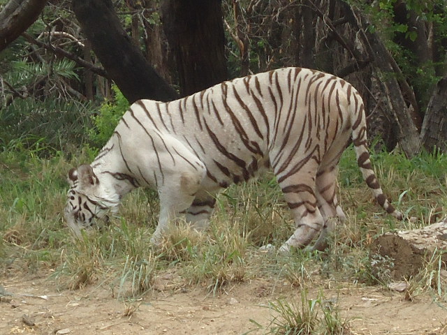 File:Katraj white tiger.JPG