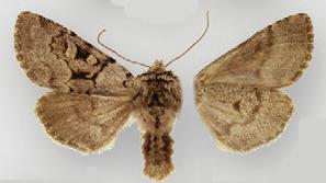 <i>Lasionycta conjugata</i> Species of moth