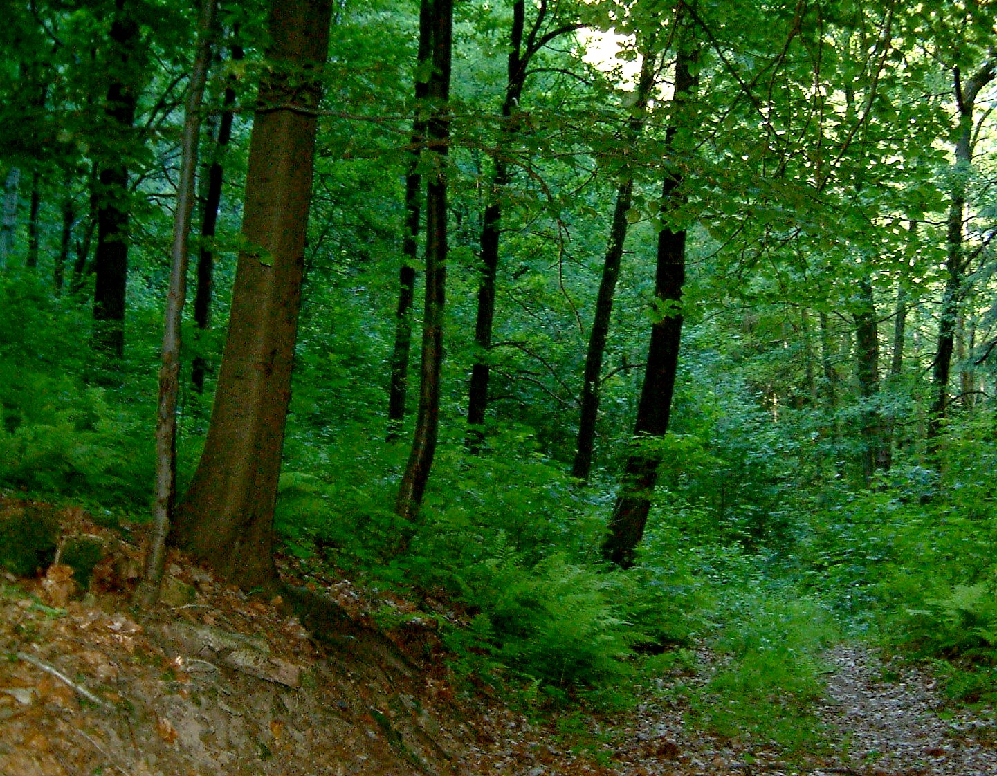 Der Wald Laubwald_8_Juni_2003